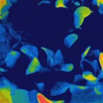 Acquarius