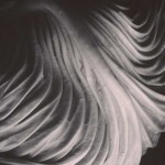 CCP_81120016