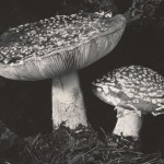 CCP_81252030
