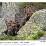 _K9W2798-BISSA _K9W2798-BISSA