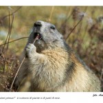 mostra-biodiversità-3_CMS