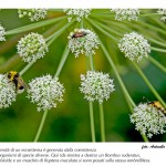 mostra-biodiversità_2_CMS