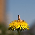 My summer of Love - Make love not war - © All rights reserved 2012  Mr Peluche11