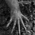 Galápagos, Ecuador, 2004 © Sebastião Salgado/Amazonas Images